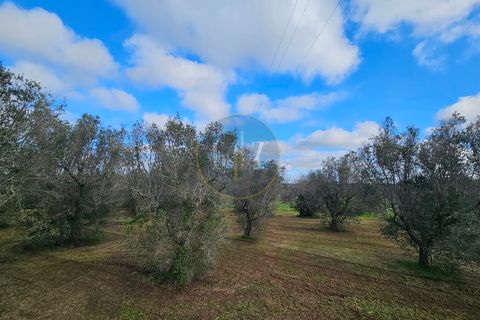 Tomt i Martano, Lecce, Martano - € 55 000 | Ref: TR002 - foto 6
